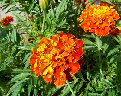 ibains French marigold seeds Seed(490 per packet)