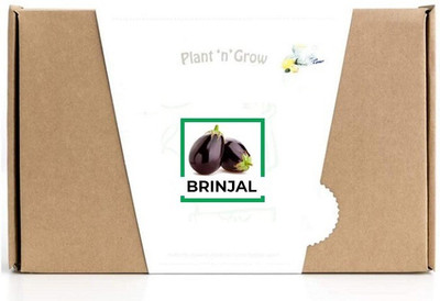 CYBEXIS Brinjal600 Seeds Seed(600 per packet)