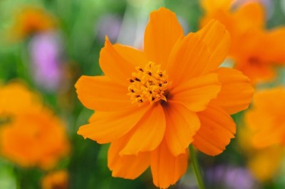 Quentova Cosmos sulphureus ‘Carioca’-6U-DXL Seed(75 per packet)