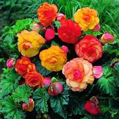 CYBEXIS PAU-62 - Begonia Beautiful Multi-Colour Flowers - (30 Seeds) Seed(30 per packet)