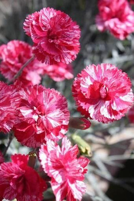 Aywal Sweet William Mix F1 Hybrid Flower Seed(10 per packet)