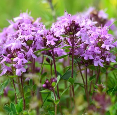 VibeX HUA-14 - Red Carpet Creeping Thyme - (450 Seeds) Seed(450 per packet)