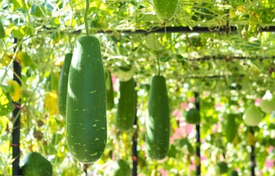 BDSresolve Ash gourd Vegetable Seeds For Planting Home And Kichen garding/Ash gourd seed 25 Seed(25 per packet)