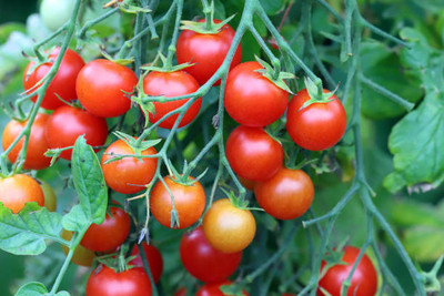 BrijBooti tomato Seed(85 per packet)