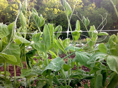 WILLVINE ATS-540 Tom Thumb' Dwarf Shelling Pea Seed(50 per packet)