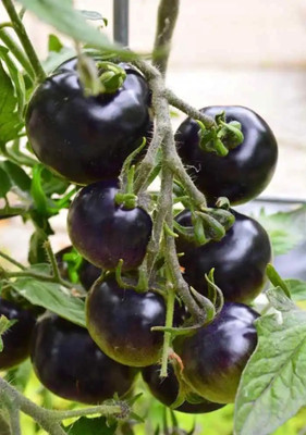 Qualtivate KGF -1074 Black-skinned tomatoes Seed(200 per packet)