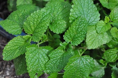 CEZIUS Lemon Balm Exotic Herb Garden Seeds Easy To Grow Seed(100 per packet)