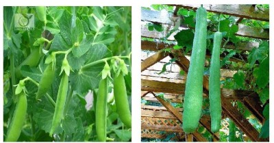 STOREFLIX green pea - bottle gourd long Seed(250 per packet)