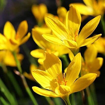 Audbhidhi Rain Lily Zephyranthes Flower Plant Bulbs Seed(5 per packet)