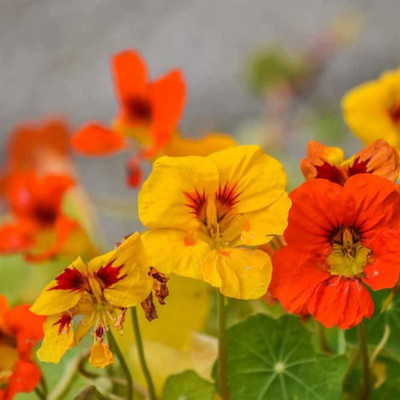 CYBEXIS F1 Hybrid Nasturtium Seeds Seed(1 g)