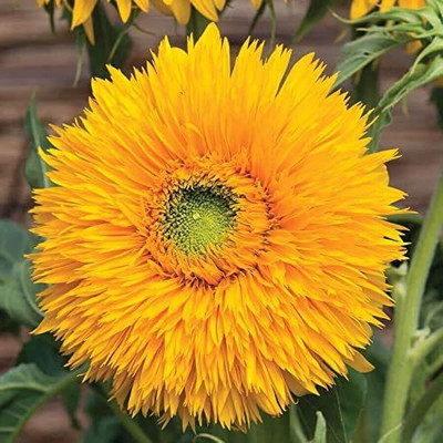CYBEXIS TLX-24 - Double Sunking Sunflower - (1350 Seeds) Seed(1350 per packet)