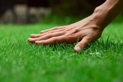 KNESSiN QLY-67 Bermuda Grass Seed(2500 per packet)