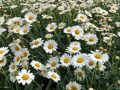 CYBEXIS NBIR-76 - Chamomile German - (2250 Seeds) Seed(2250 per packet)