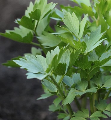 CYBEXIS LXI-56 - Lovage Herb Plant - (2250 Seeds) Seed(2250 per packet)