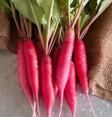 Qausain Red Radish Vegetable Seed(51 per packet)