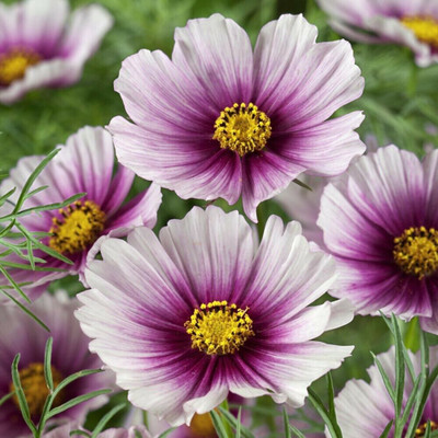 Quentova Day Dream Cosmos Flower Seeds-7P-CTU Seed(75 per packet)