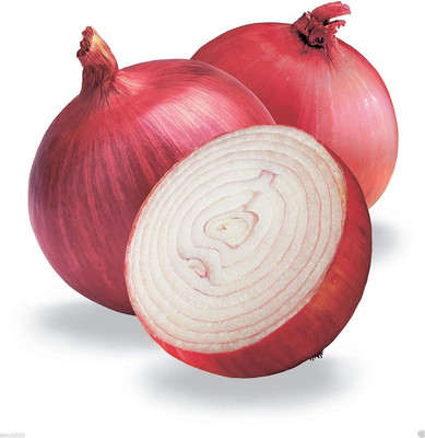 WILLVINE Red Grano Onion Seed Short Day Onion-[5000 Seeds] Seed(5000 per packet)