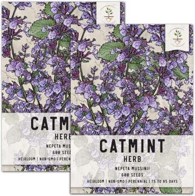 CYBEXIS ATS-16 - Catmint Herb (Nepeta mussinii) - (1350 Seeds) Seed(1350 per packet)