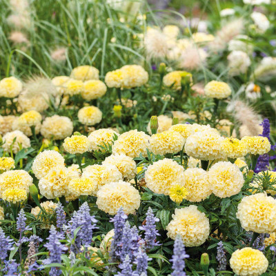 Seedsqlty marigold seeds mix, high germination (400 seeds) Seed(400 per packet)