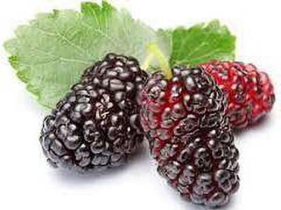 Oliver mulberry(shahatoot) Seed(92 per packet)