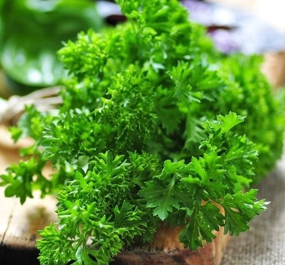 Quentova Leaf parsley - Moss Curled-HQ-4I Seed(50 per packet)