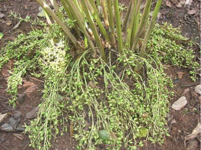 Qualtivate PUAS-47 Green Cardamom Elaichi Tree Seeds Seed(50 per packet)