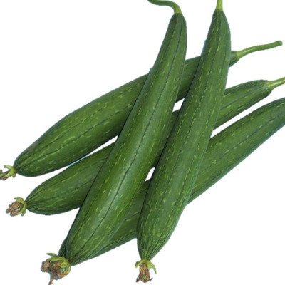 UGRA Sponge Gourd Seed(250 per packet)