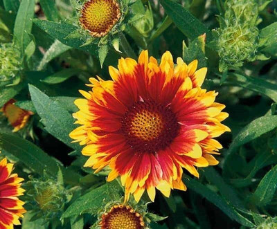 Avysa Gaillardia Arizona Sun Seed(70 per packet)