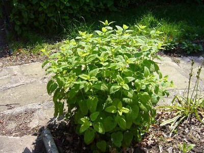 Qualtivate NDIR-67 Lemon Balm (Melissa officinalis) Seed(500 per packet)