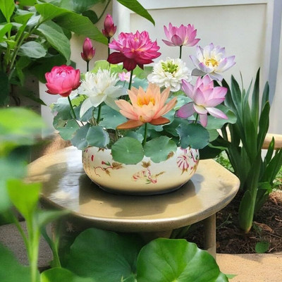 Jui Lotus, Kamal Seed(8 per packet)