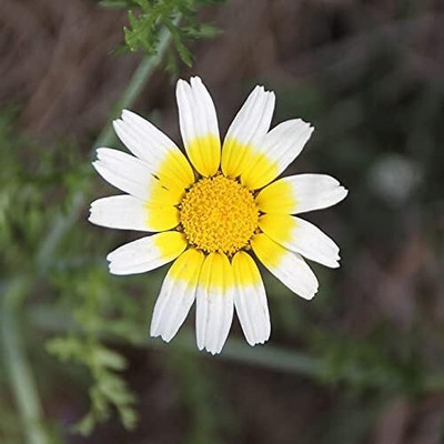 Qualtivate TLX-16 Garland Daisy Seeds Newly Harvested Seed(50 per packet)