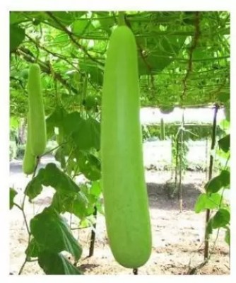 Chalisa Agencies Bottle Gourd, Kaddu, Lauki Seed(85 per packet)