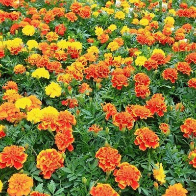 Mozette Exotic mix marigold Seed(24 per packet)