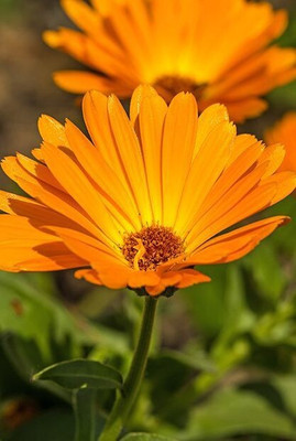 Quentova Organic Calendula Flower-VK Seed(40 per packet)