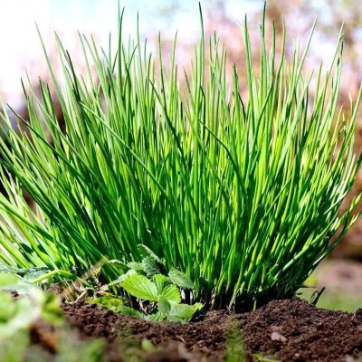 VibeX GBPUT-27 - Organic Chives - (2250 Seeds) Seed(2250 per packet)