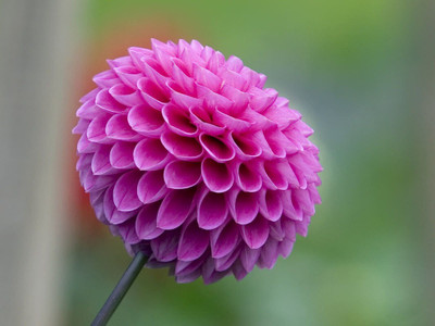 Hybrid Galaxy pin on unique beautiful flower hybrid seeds 1-packet Seed(10 per packet)