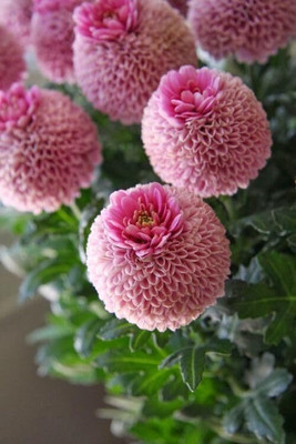 Lorvox Chrysanthamum Mix/Chamanti Seed(80 per packet)