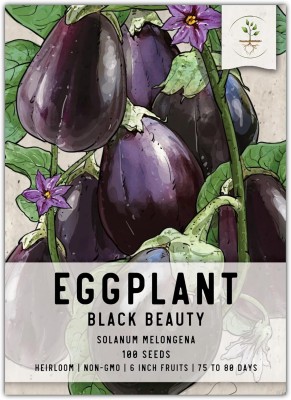 KNESSiN Black Beauty Brinjal Seeds for Planting-[1gm] Seed(250 per packet)