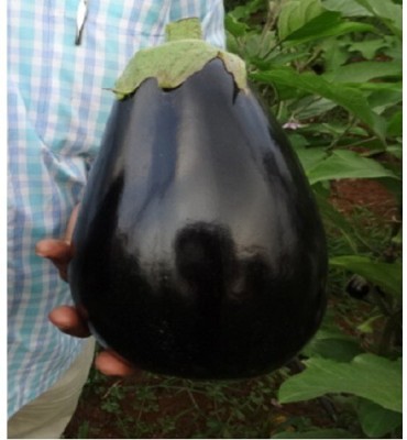 Avysa GIANT BRINJAL SEEDS PURPLE ROUND Seed(200 per packet)