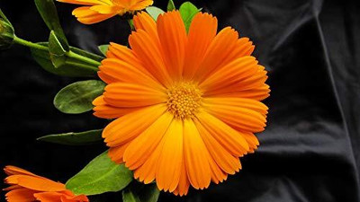Lorvox Calendula Double Mixed Color Flower Hybrid Seed(80 per packet)