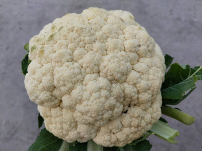 SGPM Collections white cauliflower,gobhee seeds Seed(13 per packet)