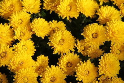 CYBEXIS CHRYSANTHEMUM MULTICAULE GOLDEN YELLOW FLOWER SEEDS100 Seeds Seed(100 per packet)