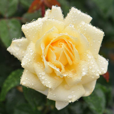 WILLVINE ATS-445 Yellow Rose Seeds Seed(50 per packet)