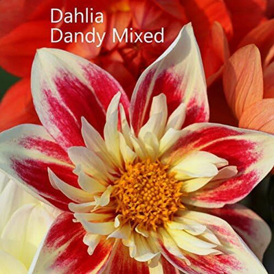 CRGO DAHLIA Seed(20 per packet)