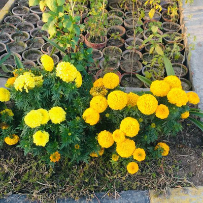 SM PLUS marigold/gende ka phool flower seeds Seed(50 per packet)