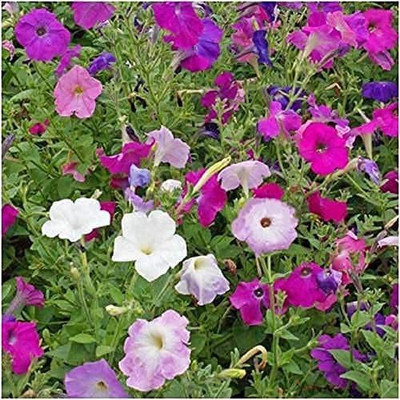CYBEXIS VXI-19 - Petunia Dwarf Mixed (Multi) Non-Open Open Pollinated - (60 Seeds) Seed(60 per packet)