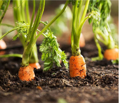 WILLVINE Fast Germination Rate Pack Of Carrot Seeds-[2000 Seeds] Seed(2000 per packet)