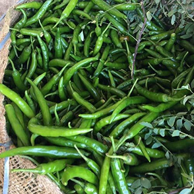 WILLVINE AMR -V F1 Hybrid Green Chilli Nagma/Jawala[25gm, 5000 Seeds] Seed(5000 per packet)