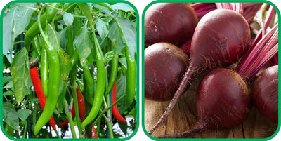 WILLVINE GOI -XIII Beetroot And Chilli[2.5gm, 500 Seeds] Seed(500 per packet)