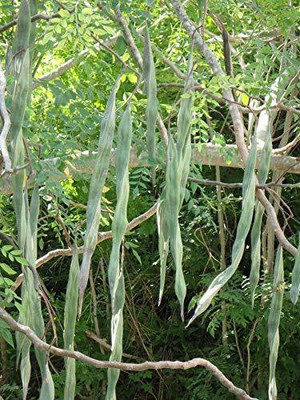 CYBEXIS VXI-19 - Moringa Drumstick Tree Horseradish - (1350 Seeds) Seed(1350 per packet)